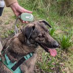 Paw Pet Leash - Pocket Pod - Green - 1.5m