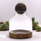 Medium Ball Top Terrarium on Dark Tung Wood